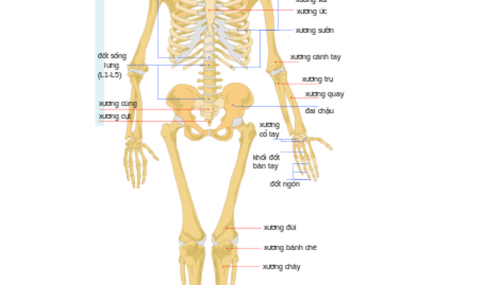 CẤU TẠO KHỚP XƯƠNG Ở NGƯỜI VÀ CÁC BỆNH THƯỜNG GẶP